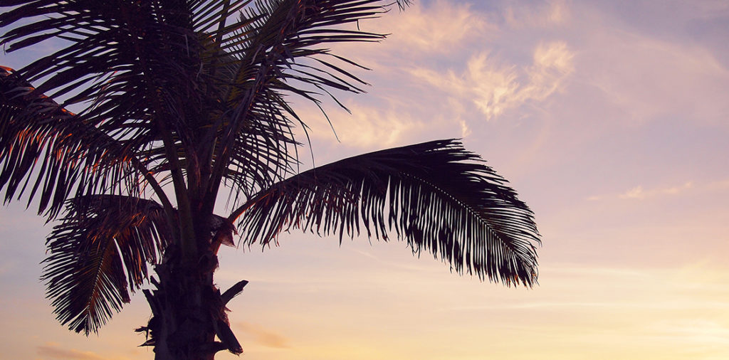 palm tree with sunset